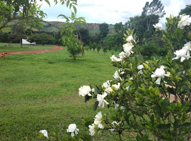 Jardim com flores brancas e área verde da pousada