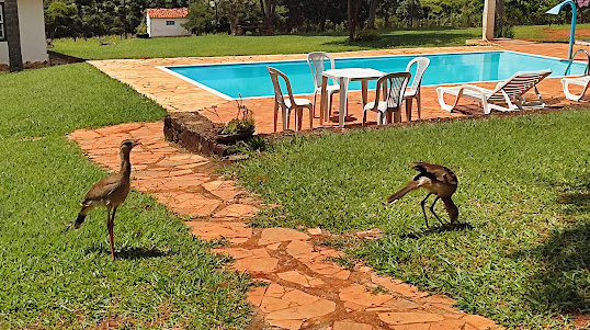 Piscina com seriemas no gramado da pousada